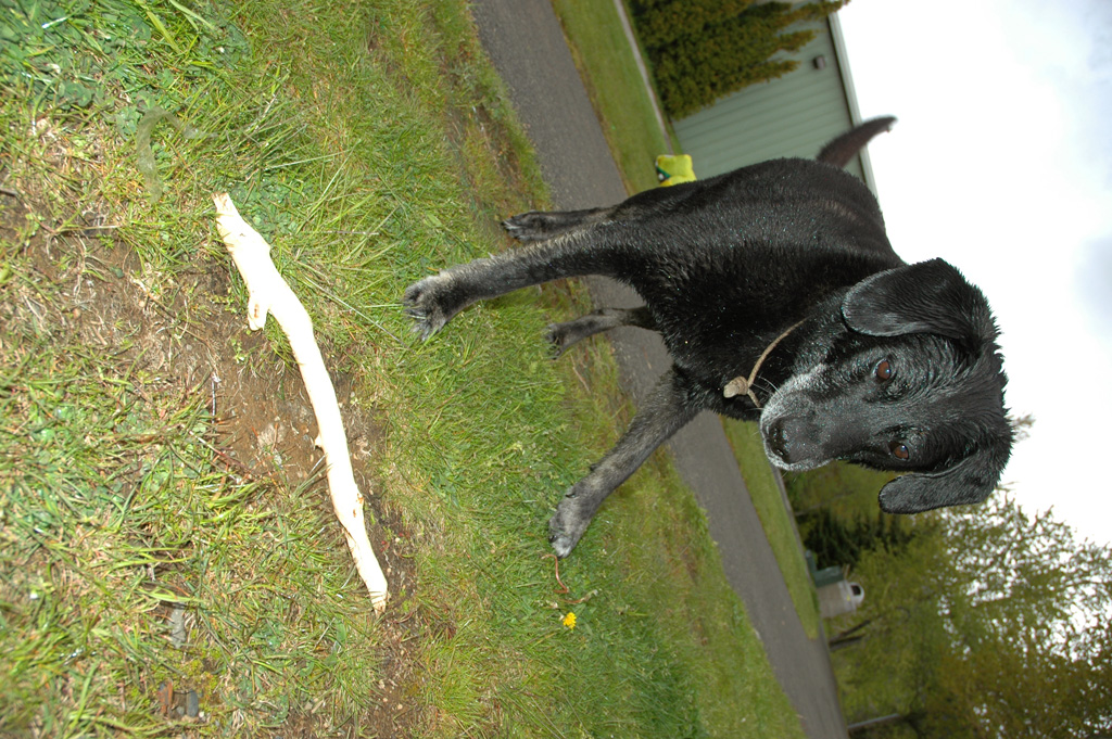 "Throw the stick, please."