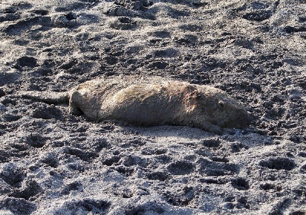 possibly the largest dead beaver ever to call the sandbar home