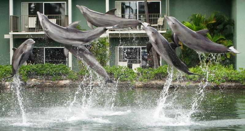 Dolphin cross race..