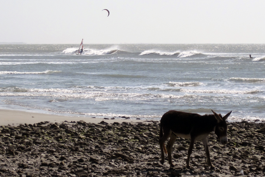 The donkeys in Jeri have the best life!