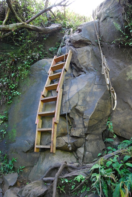 The new ladder