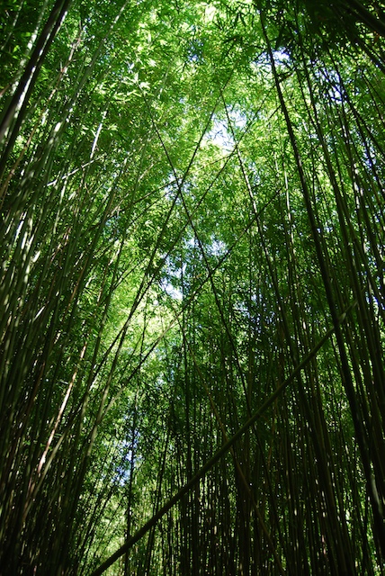 Bamboo