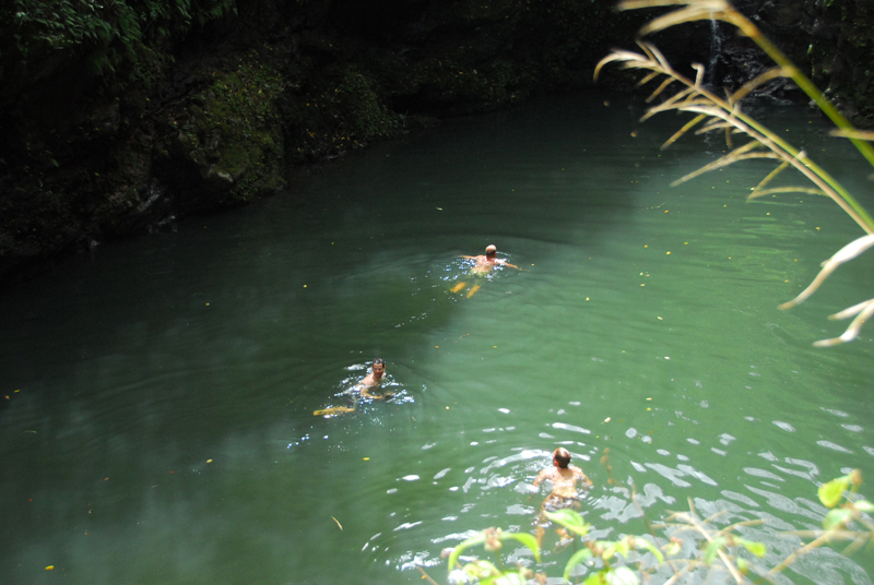 Swimming through the Jungle