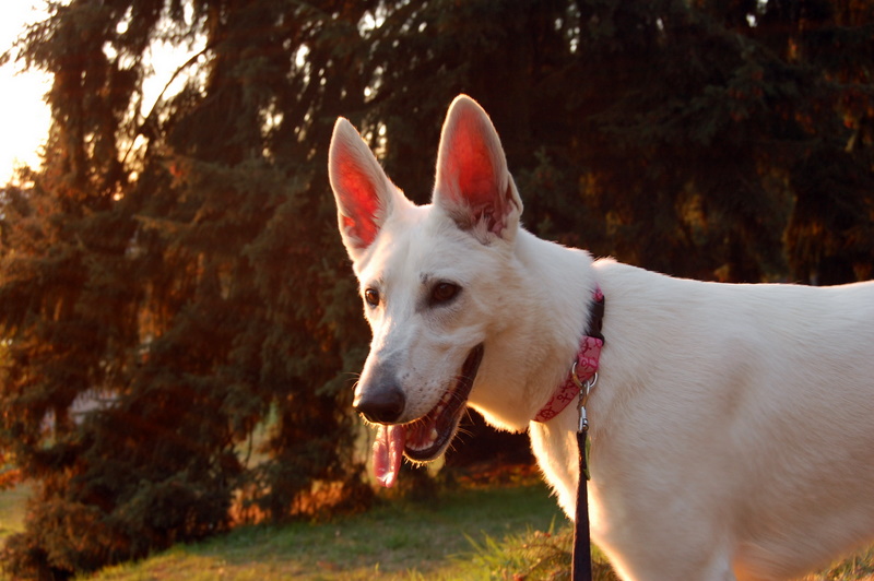 Piper the model