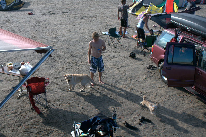 The dogs were in heaven.  Lots of room to run and people to see.