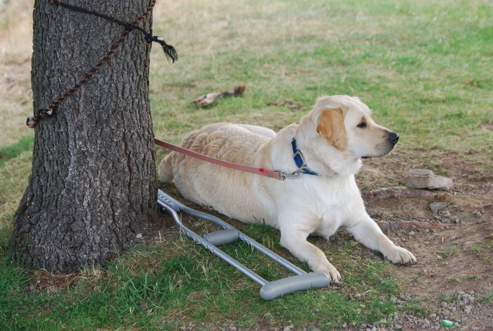 Cabana Boy guarding Tony's crutch while he's taking pix.