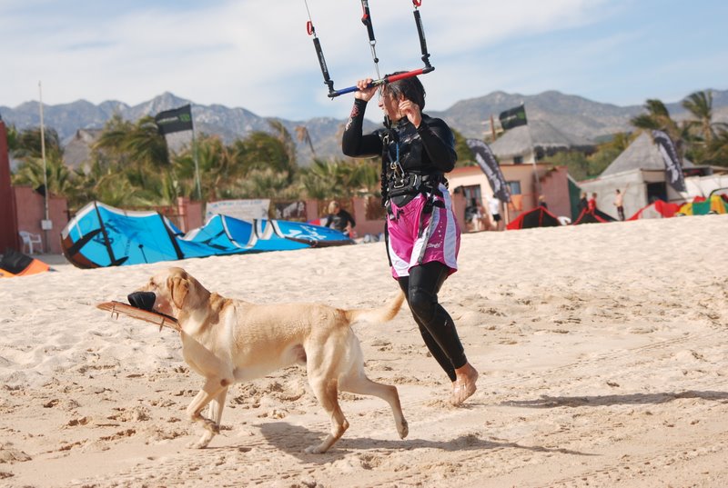 A kiters best friend.  I hear this dog knows how to hold down the kite while you roll it up, too.