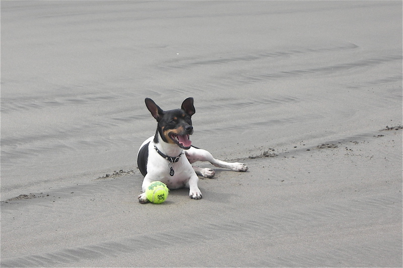 Don't worry this dog wont bite anyone!!!!!