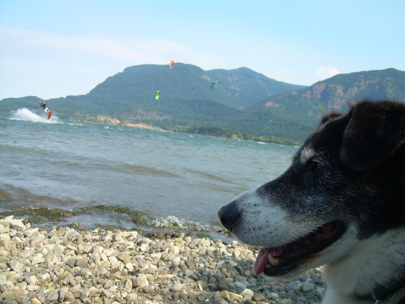 Very nice dog