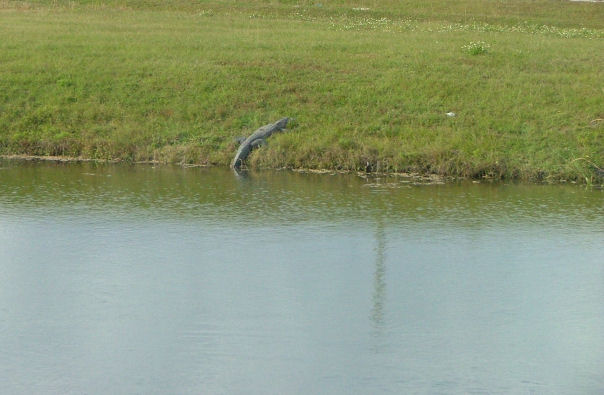 ....and the gators, this one spotted at cape kennedy