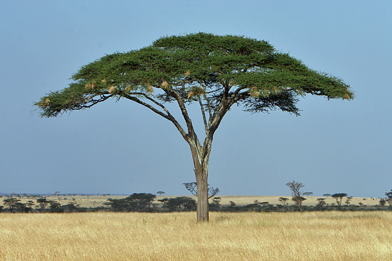 Acacia tree.  Endless Serengeti.