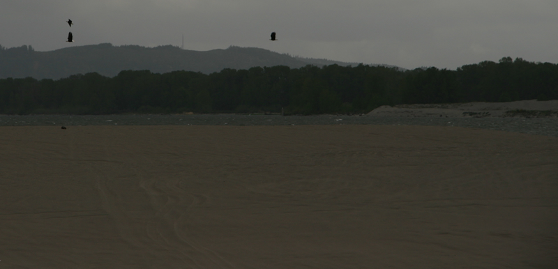 Jones Delivers Solitude with 3 Bald Eagles.