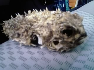 best day at spit sounds a bit fishy