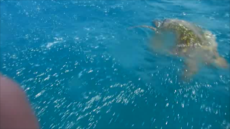 Kanaha Turtle